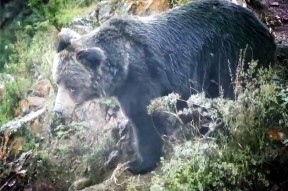 NG体育-岭东暴熊队对阵江畔雪豹队，篮球巡回赛险胜，内线统治篮板——门前嗅觉决定胜负(2024年4月29日广东对阵辽宁篮球比赛结果)
